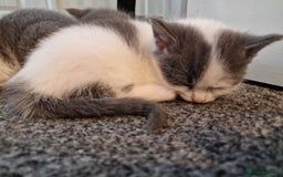 RagaMuffin cats for sale: 3 grey and white female kittens  - Image 11
