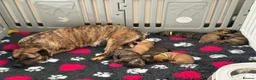 Presa Canario dogs for sale: 7 Gorgeous Chunky Presa Canarios For Sale - Advert 7