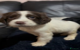 Cocker Spaniel dogs for sale: Adorable cocker spaniel puppies - Image 12