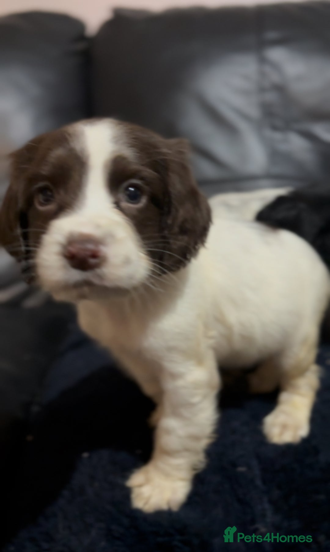 Cocker Spaniel dogs for sale: Adorable cocker spaniel puppies - Image 12