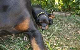 Dobermann dogs for sale: Proper Chunky Euro doberman pups 💕 - Image 27
