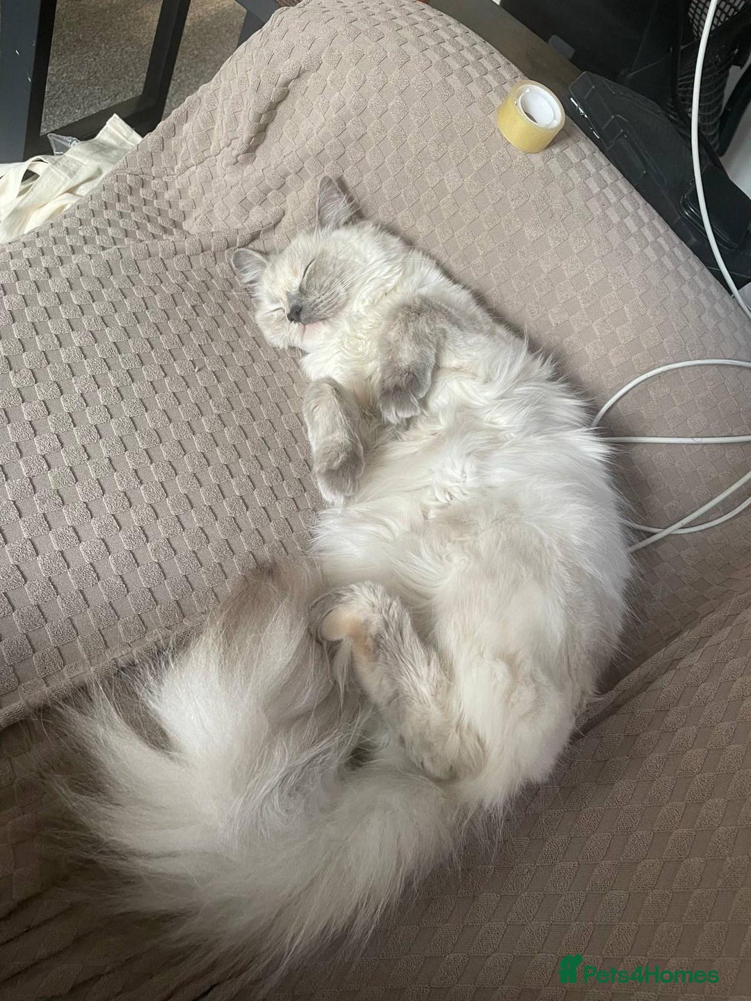 Ragdoll cats for sale: Cute ragdoll kitten - last girl left - Advert 9