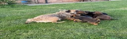 Border Terrier dogs for sale: 🧡Fabulous KC SLEM Clear Border Terriers - Advert 17
