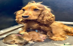 Cocker Spaniel dogs for sale: KC Reg Fully Health Tested Showline Cocker Spaniel - Image 38