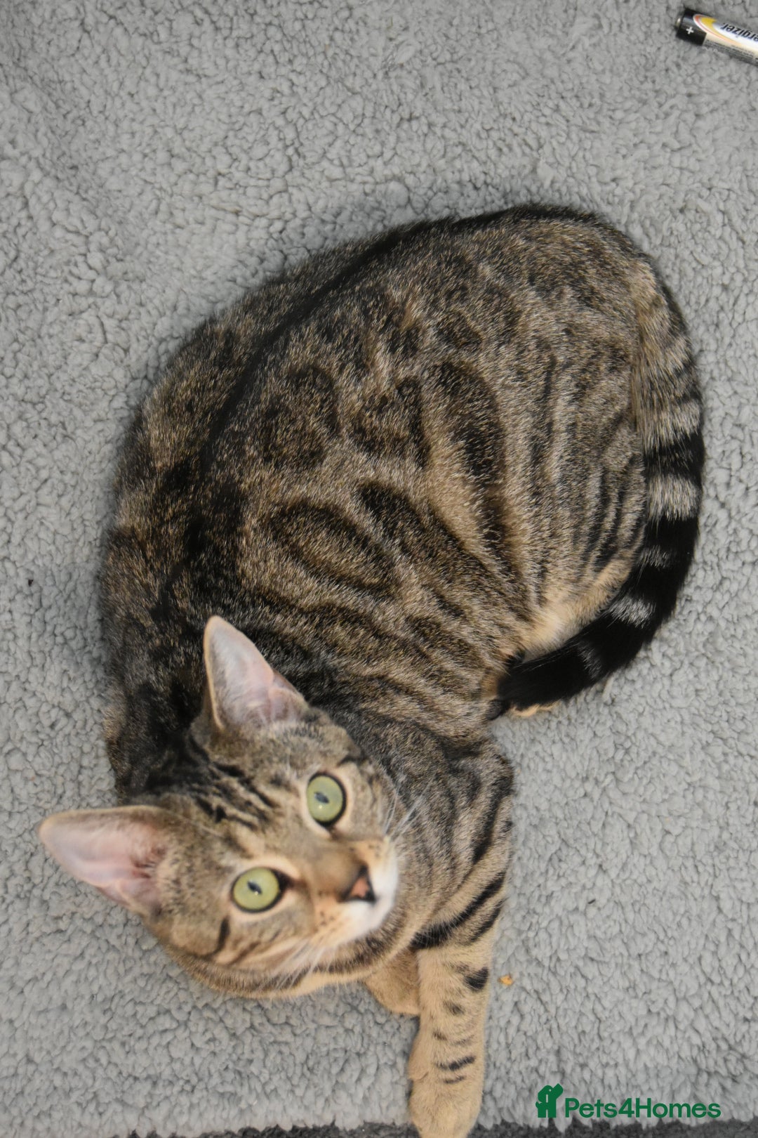 Mixed Breed cats Bengal X Scottish Fold Kittens - Advert 1