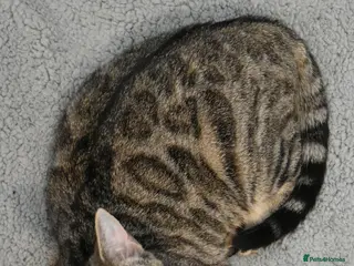 Mixed Breed cats Bengal X Scottish Fold Kittens - Advert 1