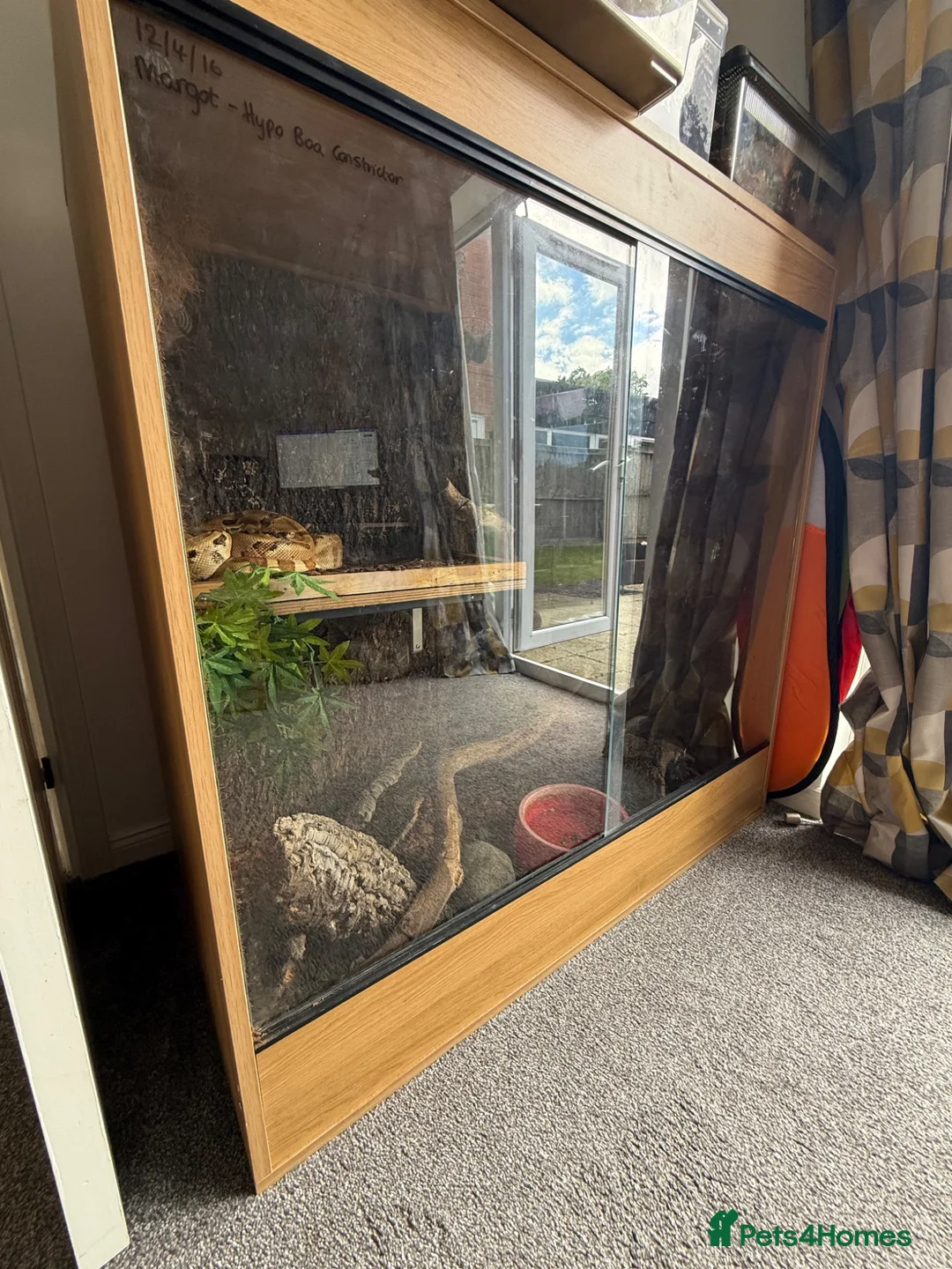 Boa Snake reptiles for sale: Hypo boa constrictor - Advert 2