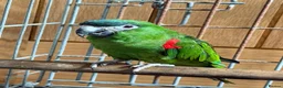Macaws birds for sale: A pair of Hahns macaw in Basildon - Advert 3