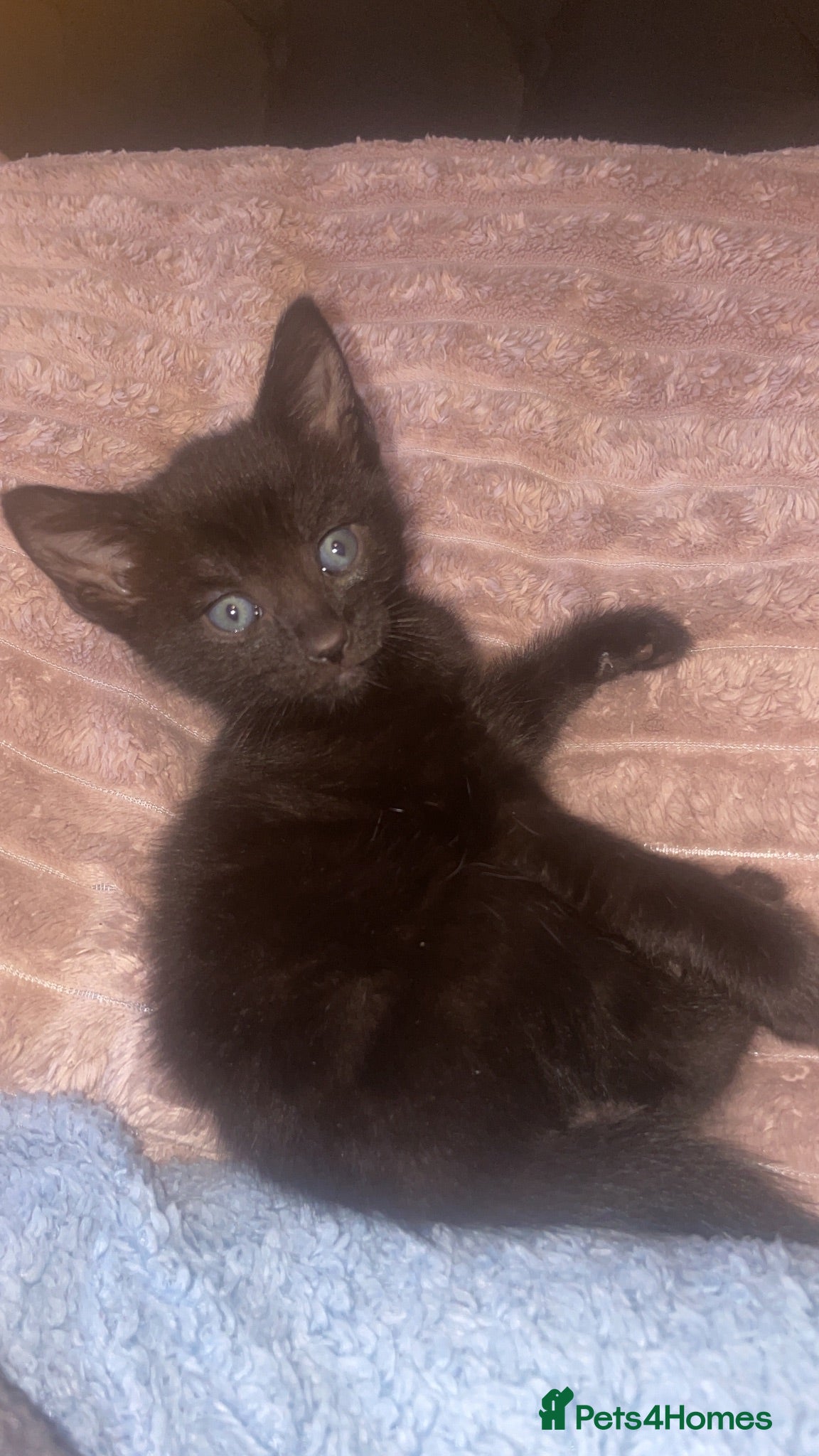 Mixed Breed cats 3 Kittens available😍 - Advert 8