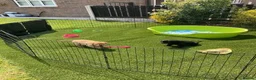Labrador Retriever dogs for sale: Beautiful Labrador retrievers    - Advert 9