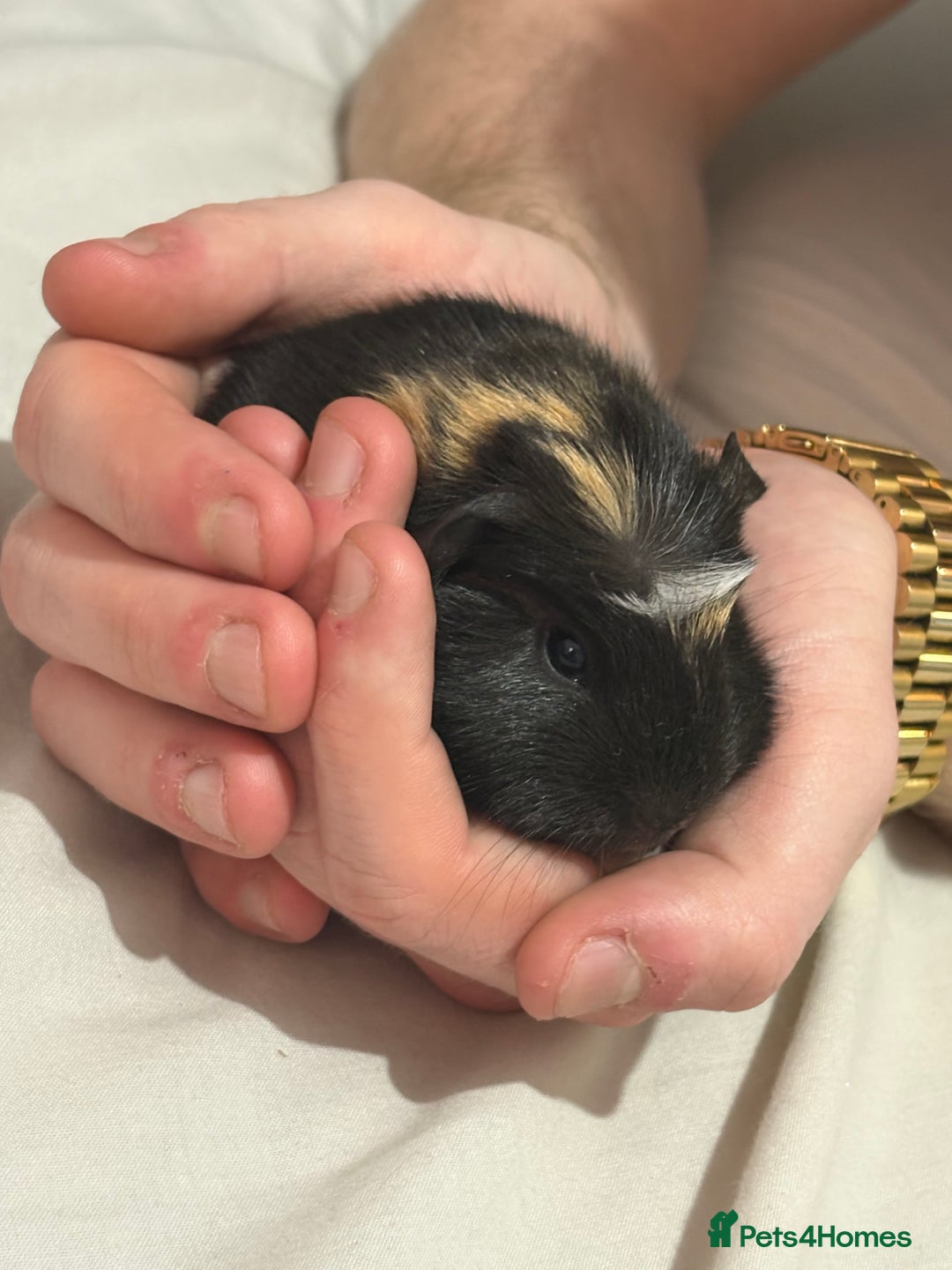 Guinea Pig rodents for sale: 2 crested guinea pigs available 1 male 1 female  - Advert 3