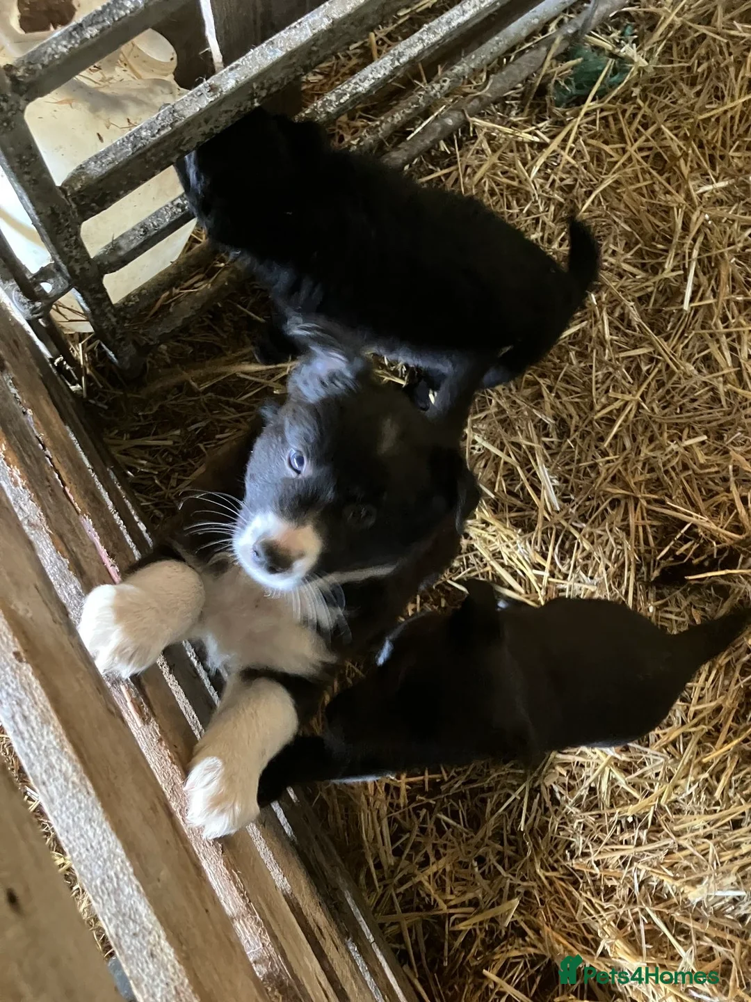 Mixed Breed dogs for sale: Collie X puppies - Advert 5