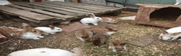 Mixed Breed rabbits for sale: Baby rabbits english in Redditch - Advert 1