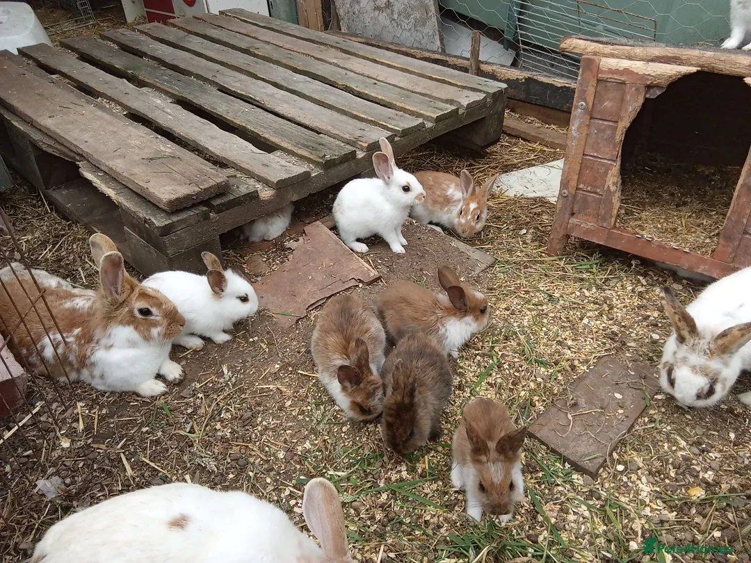 Mixed Breed rabbits for sale: Baby rabbits english in Redditch - Advert 1