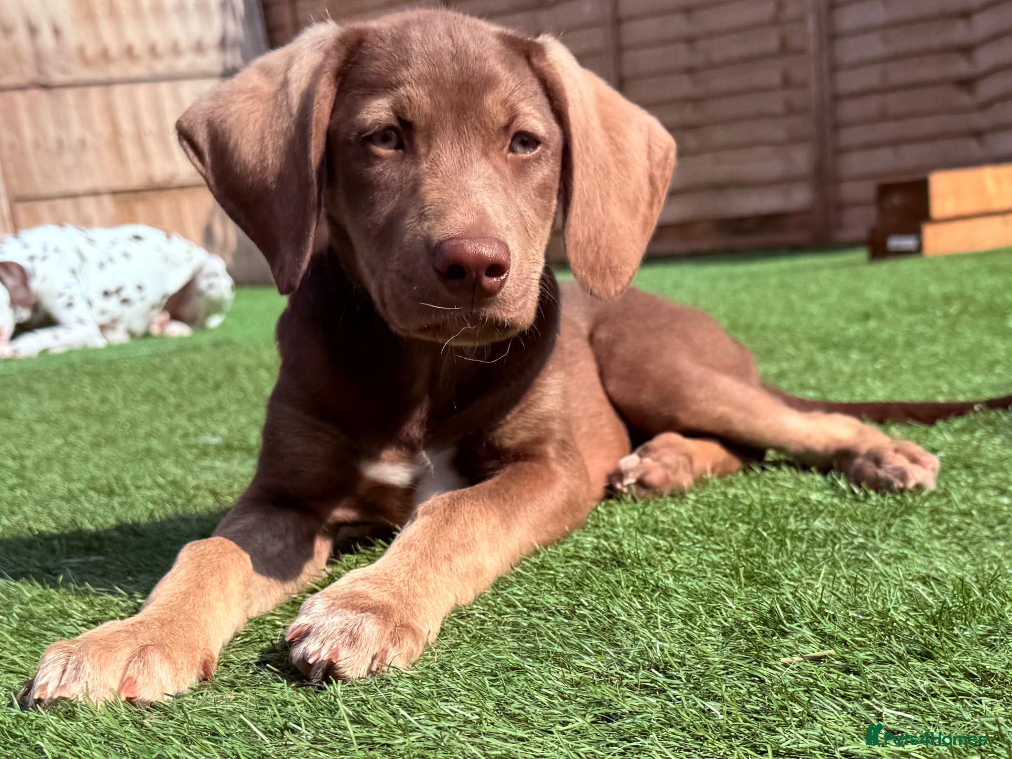Mixed Breed dogs  🏡 Weimaraner X Husky Shepherd Boys READY NOW  - Advert 1