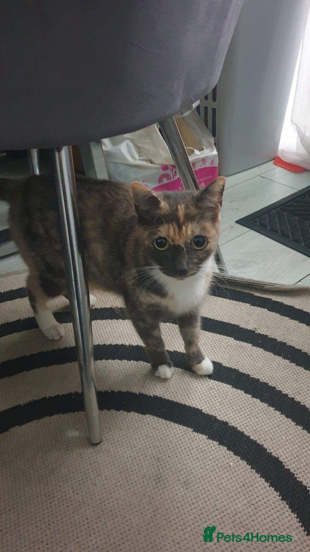 Mixed Breed cats for sale: 5 kittens looking for forever homes. - Image 9