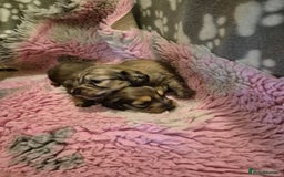 Dachshund dogs for sale: Kc boy dachshund  - Image 10
