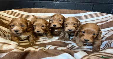 Cockapoo dogs - Advert 1