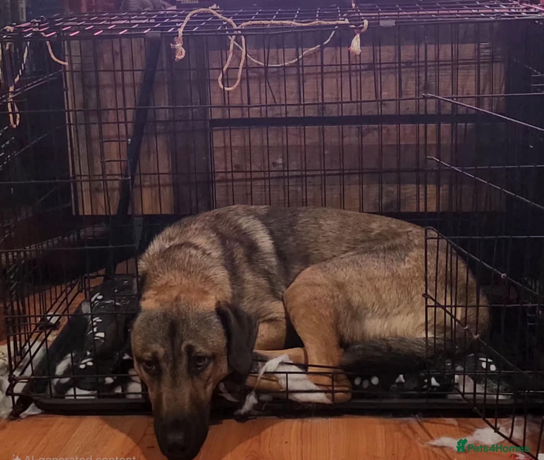Mixed Breed dogs for adoption: Foster is 10 months old  - Image 3