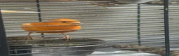 Canaries birds for sale: 3 Gorgeous Bright Orange Canaries  in Sunderland - Advert 2