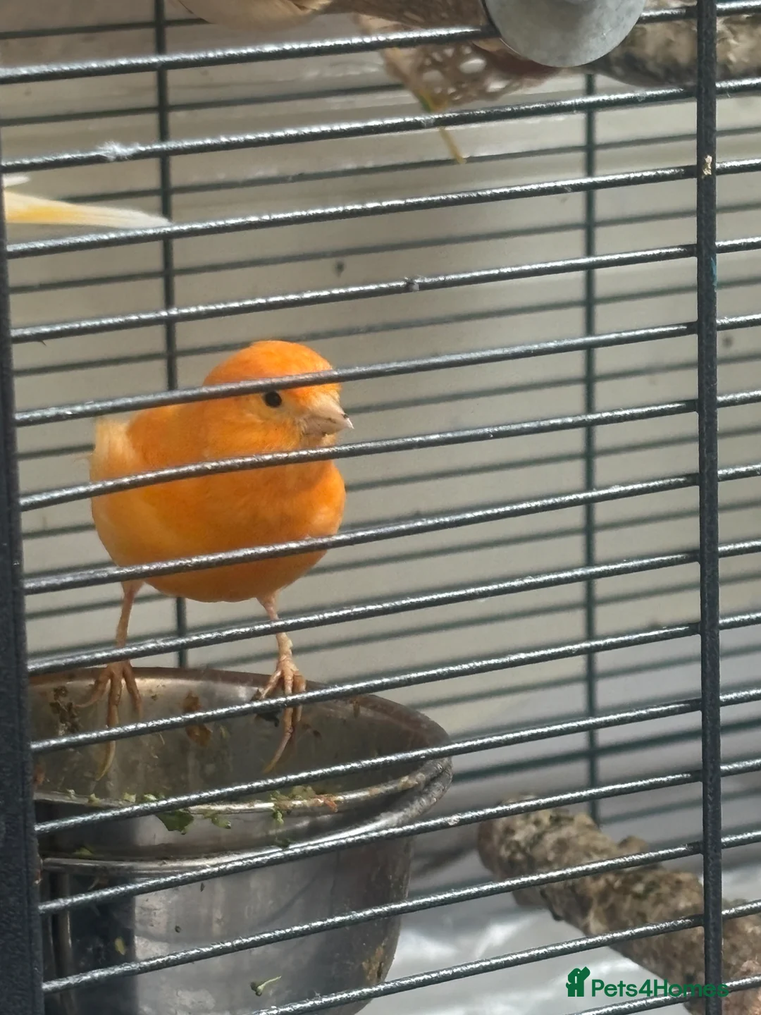 Canaries birds for sale: 3 Gorgeous Bright Orange Canaries  in Sunderland - Advert 2