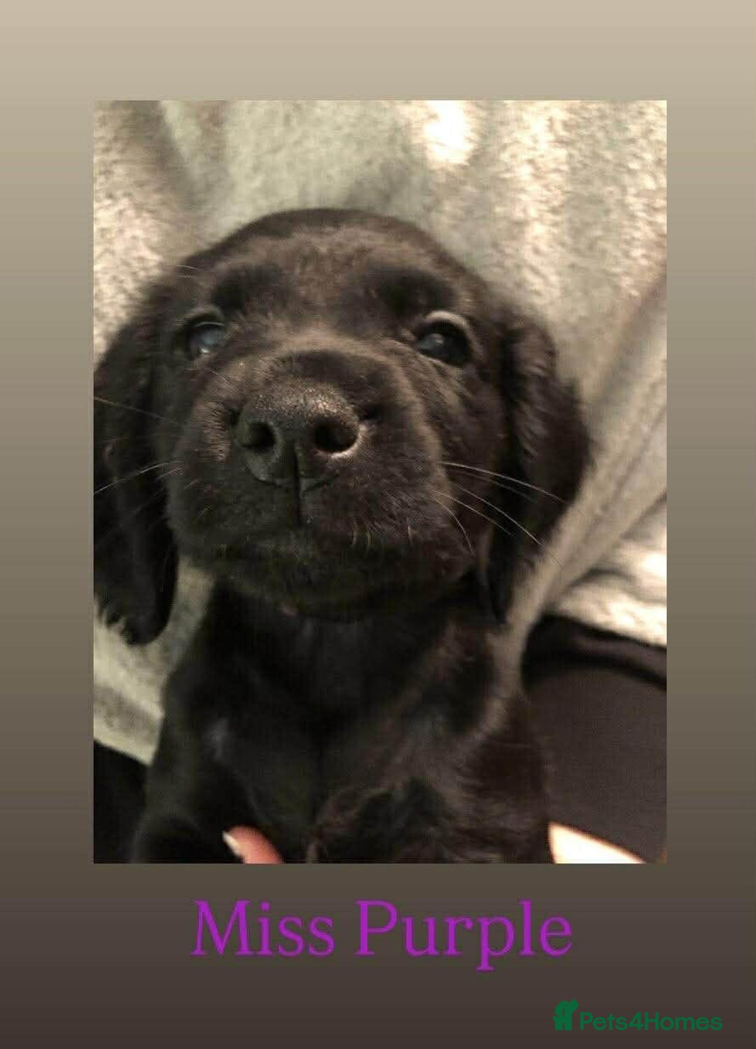 Cocker Spaniel dogs for sale: Cocker Spaniel puppies for sale - Advert 6