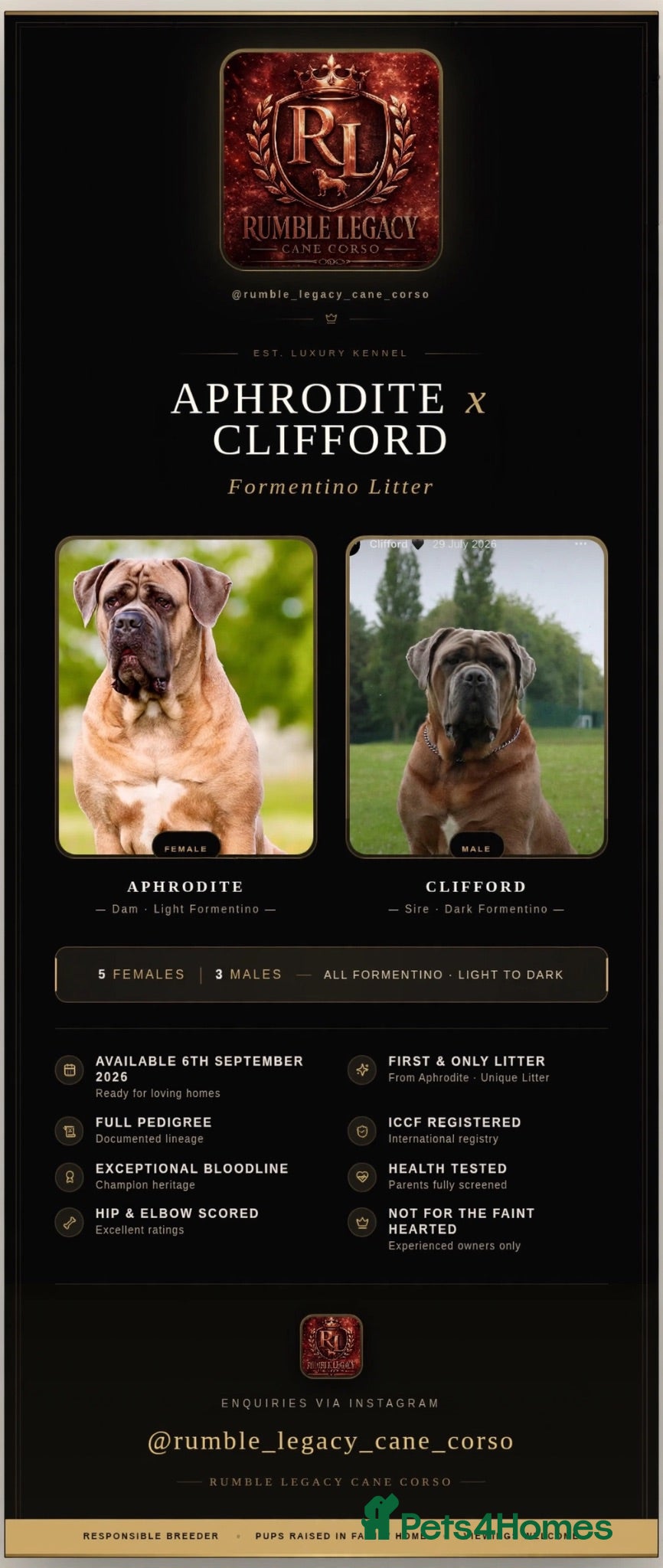 Cane Corso dogs Stunning Cane Corso puppies - only litter from mum - Advert 1