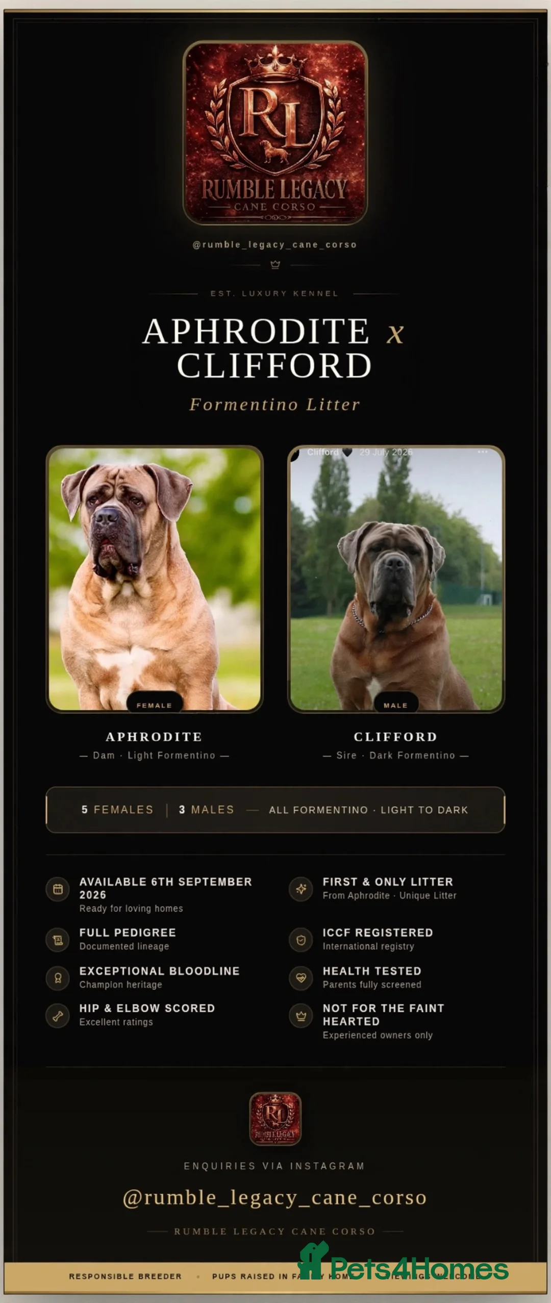 Cane Corso dogs for sale: Stunning Cane Corso puppies - only litter from mum - Advert 1