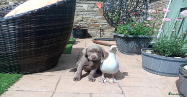 Labrador Retriever dogs - Advert 2