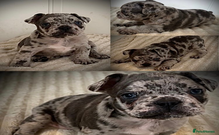 French Bulldog dogs - Advert 2