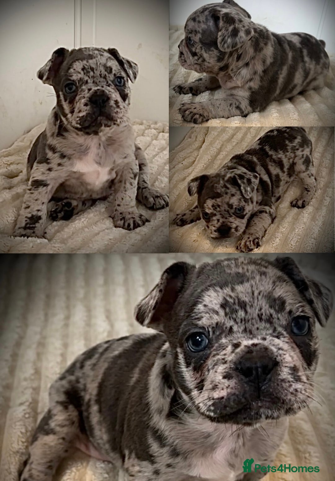 French Bulldog dogs for sale: Merle French Bulldog Puppies  - Image 1