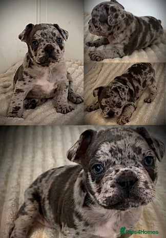 French Bulldog dogs - Advert 1