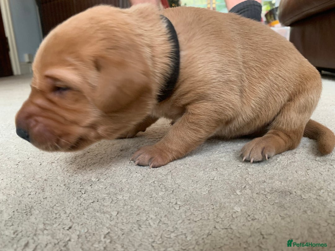 Labrador Retriever dogs for sale: ✨ Stunning 5 Male & 3 Female Fox Red Lab Puppies - Advert 24