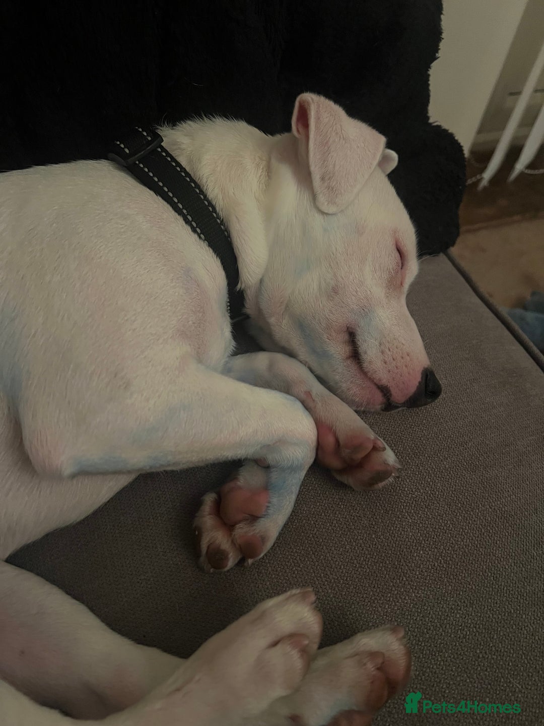 Jack Russell dogs for sale: Casper - Image 2