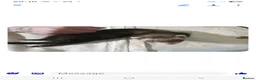 Ferret rodents for sale: Ferret kit in Bolton - Advert 2