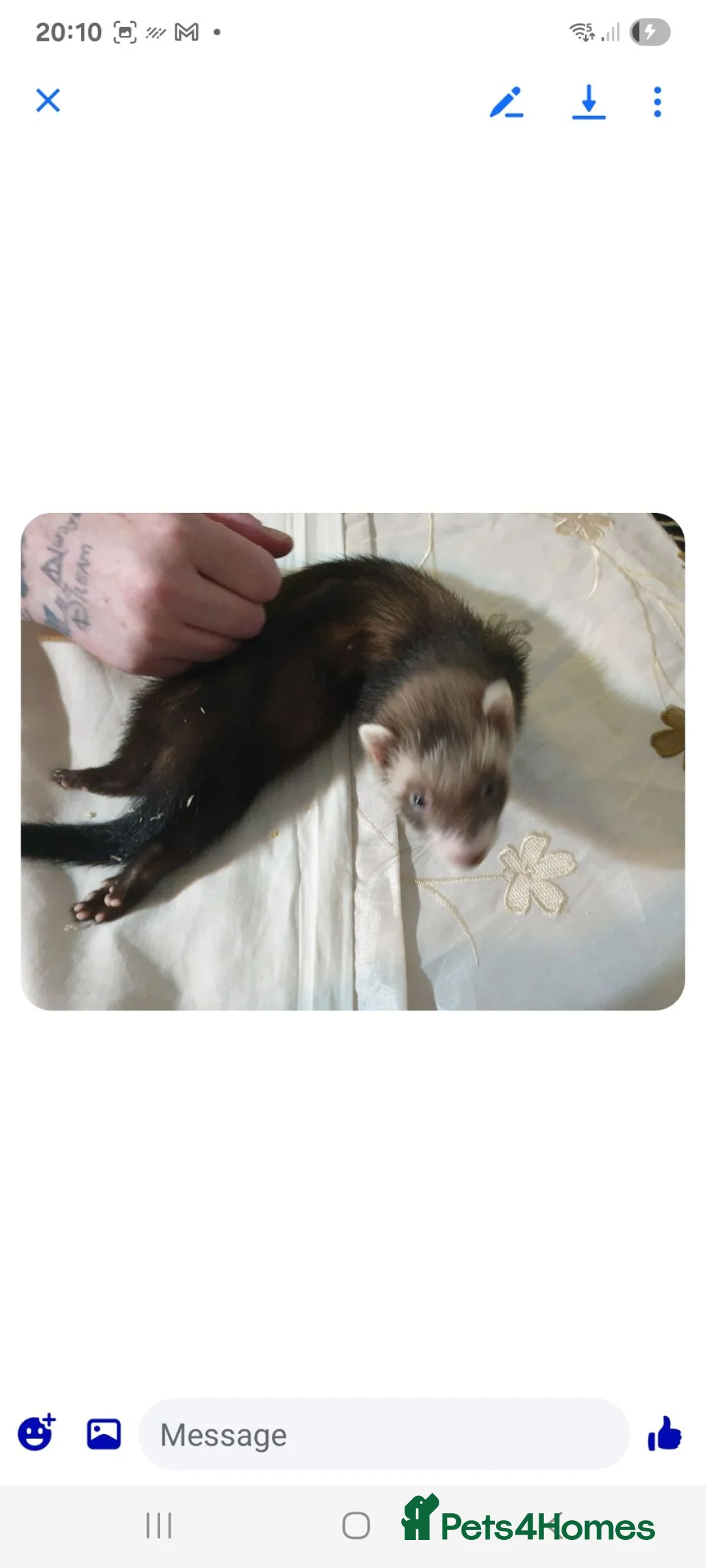 Ferret rodents for sale: Ferret kit in Bolton - Advert 2