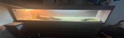 Bearded Dragon reptiles for sale: bearded dragon and set up in Manchester - Advert 1
