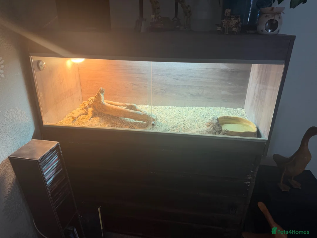 Bearded Dragon reptiles for sale: bearded dragon and set up in Manchester - Advert 1