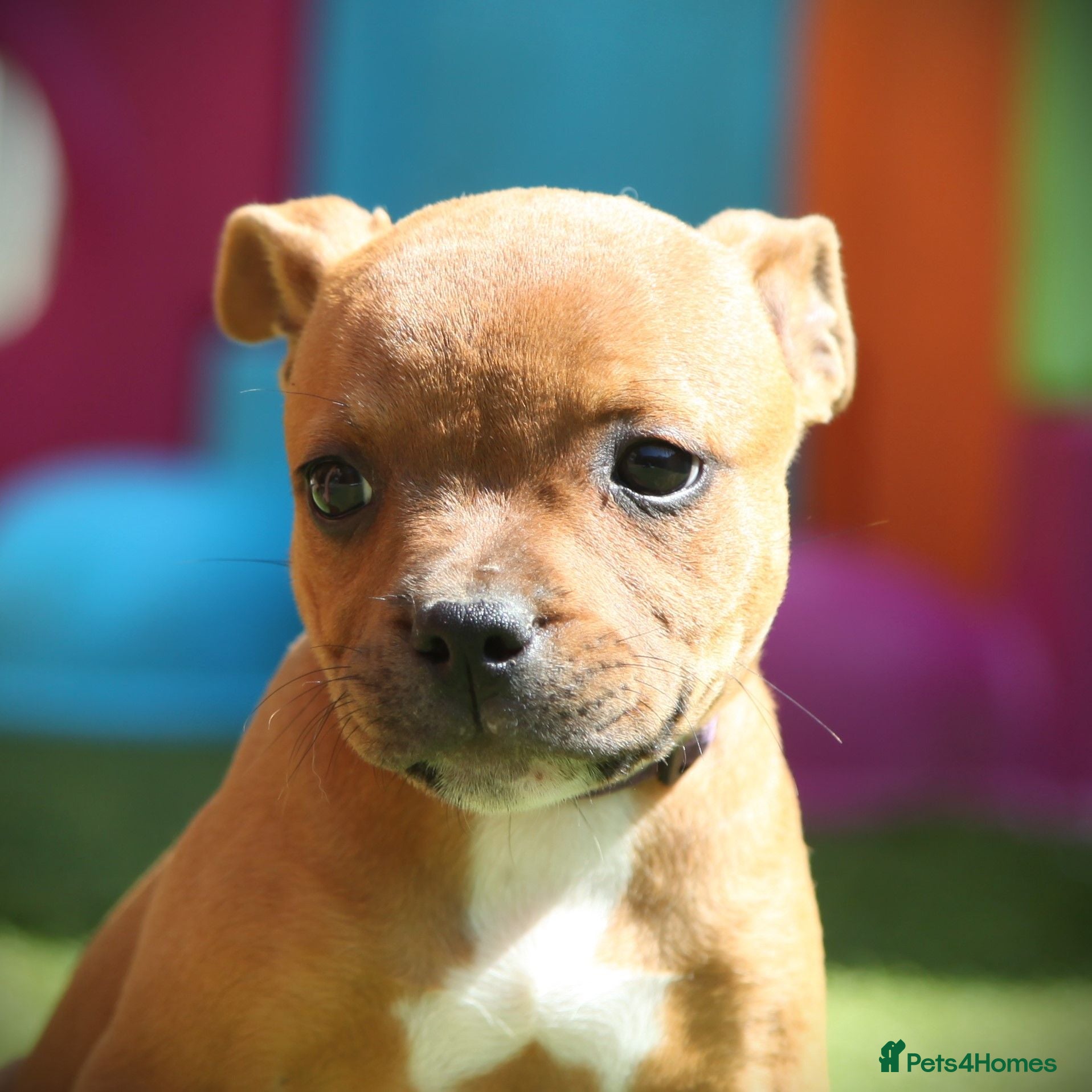 Staffordshire Bull Terrier dogs Three Red Girls - Advert 4