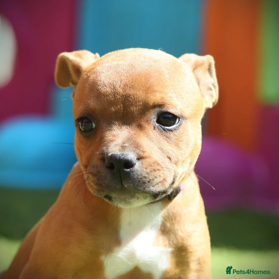 Staffordshire Bull Terrier dogs for sale: Three Red Girls - Advert 1