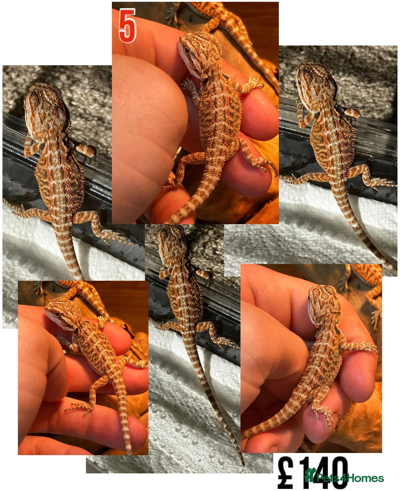 Bearded Dragon reptiles for sale: Baby Bearded Dragons For Sale! - Advert 9