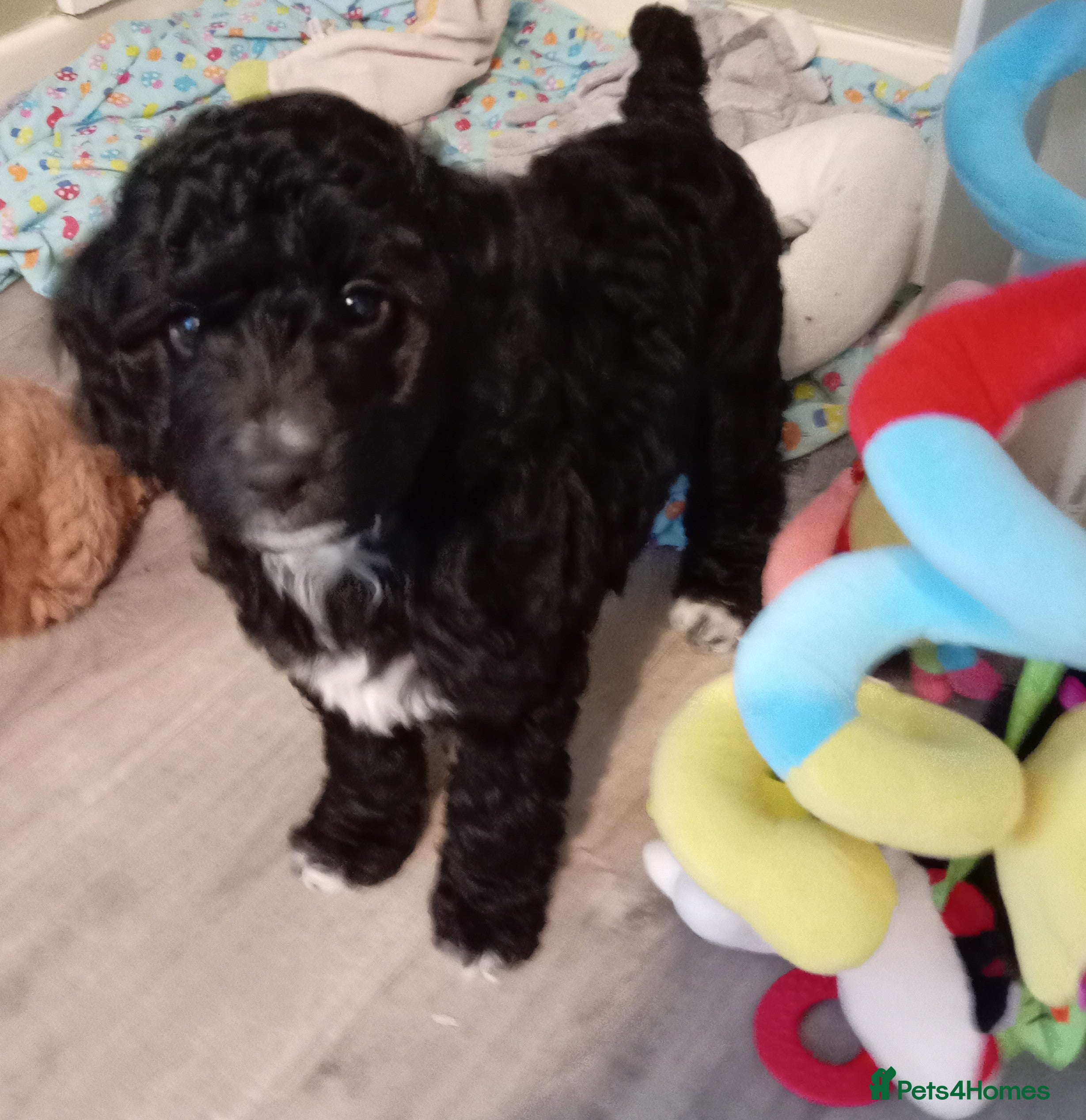 Cockapoo dogs Cockapoo - Advert 2