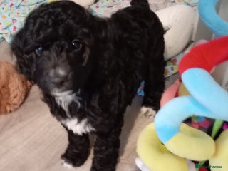 Cockapoo dogs Cockapoo - Advert 18