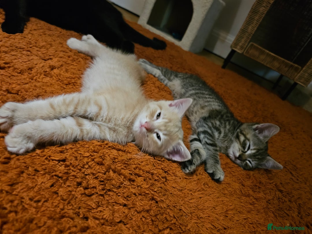 Mixed Breed cats for sale: 2 Gorgeous babies, ready to go - Advert 5