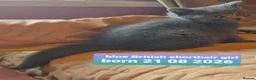 British Shorthair cats for sale: Variety of colours kittens Bradford  - Advert 11