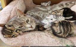 Ragdoll cats for sale: Ragdoll cross kittens - Image 3