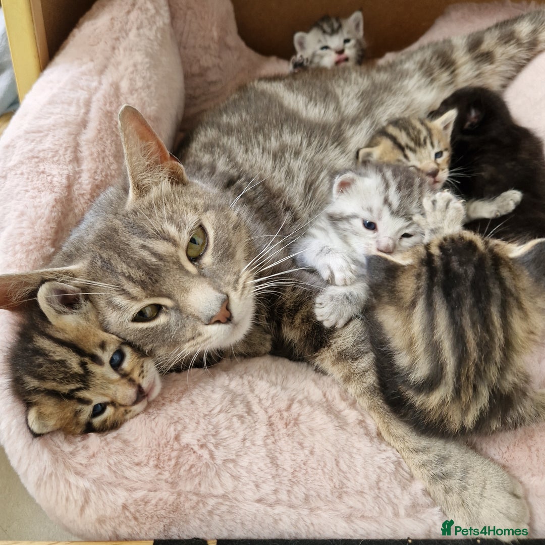 Ragdoll cats for sale: Ragdoll cross kittens - Image 3