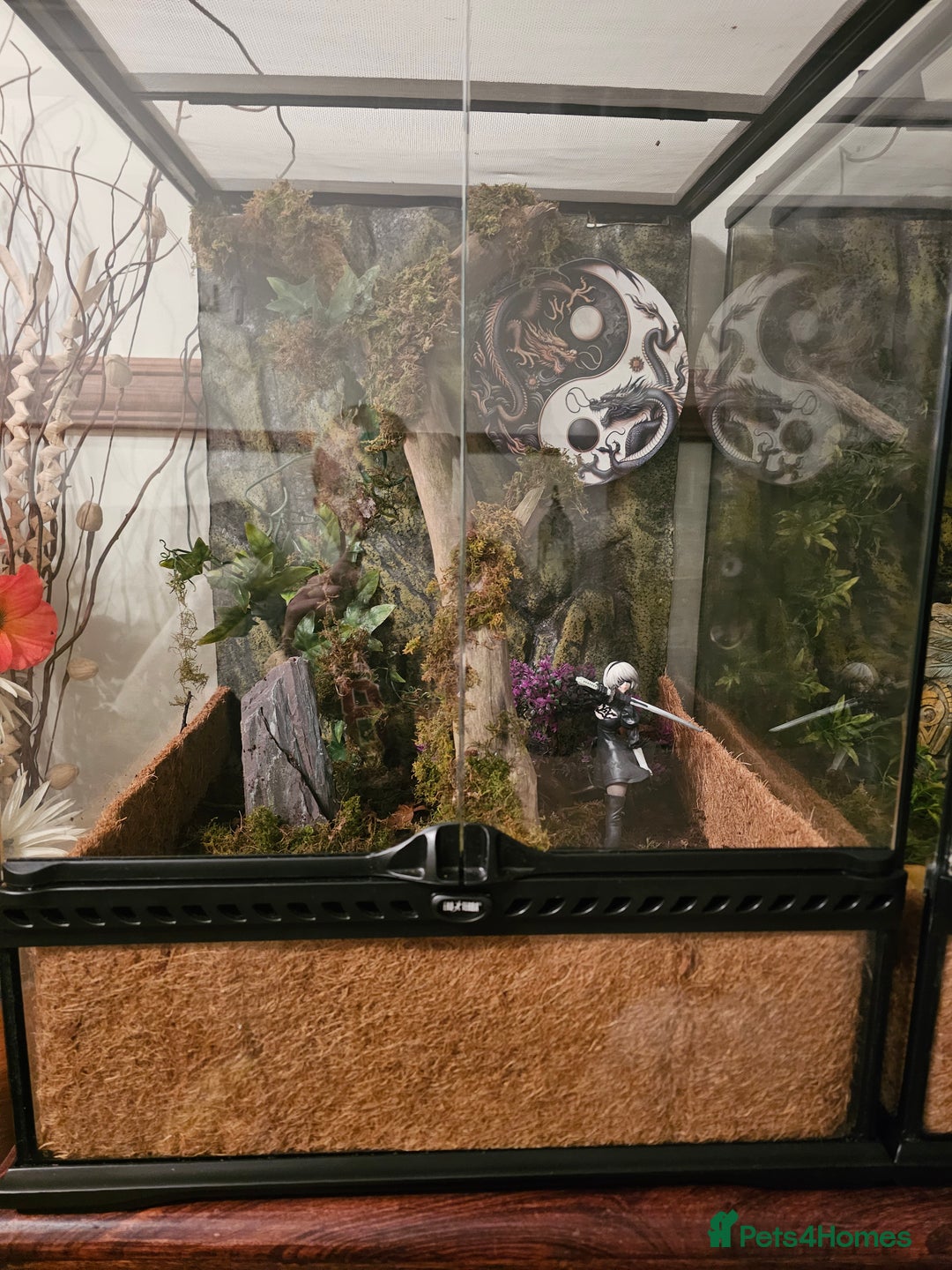 Gecko reptiles for sale: Lilly white crested gecko and viv - Advert 4