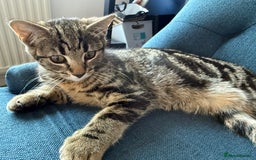 Mixed Breed cats for sale: Kitten 10 weeks old - Image 1