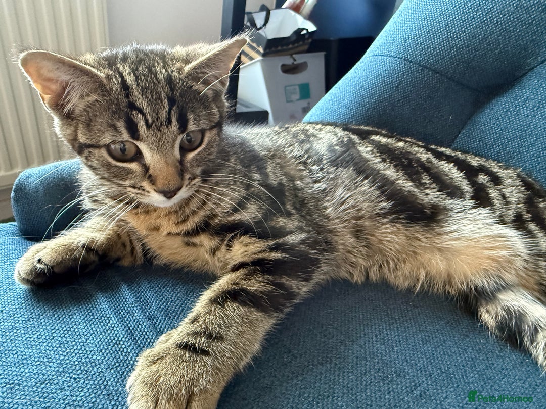 Mixed Breed cats for sale: Kitten 10 weeks old - Image 1